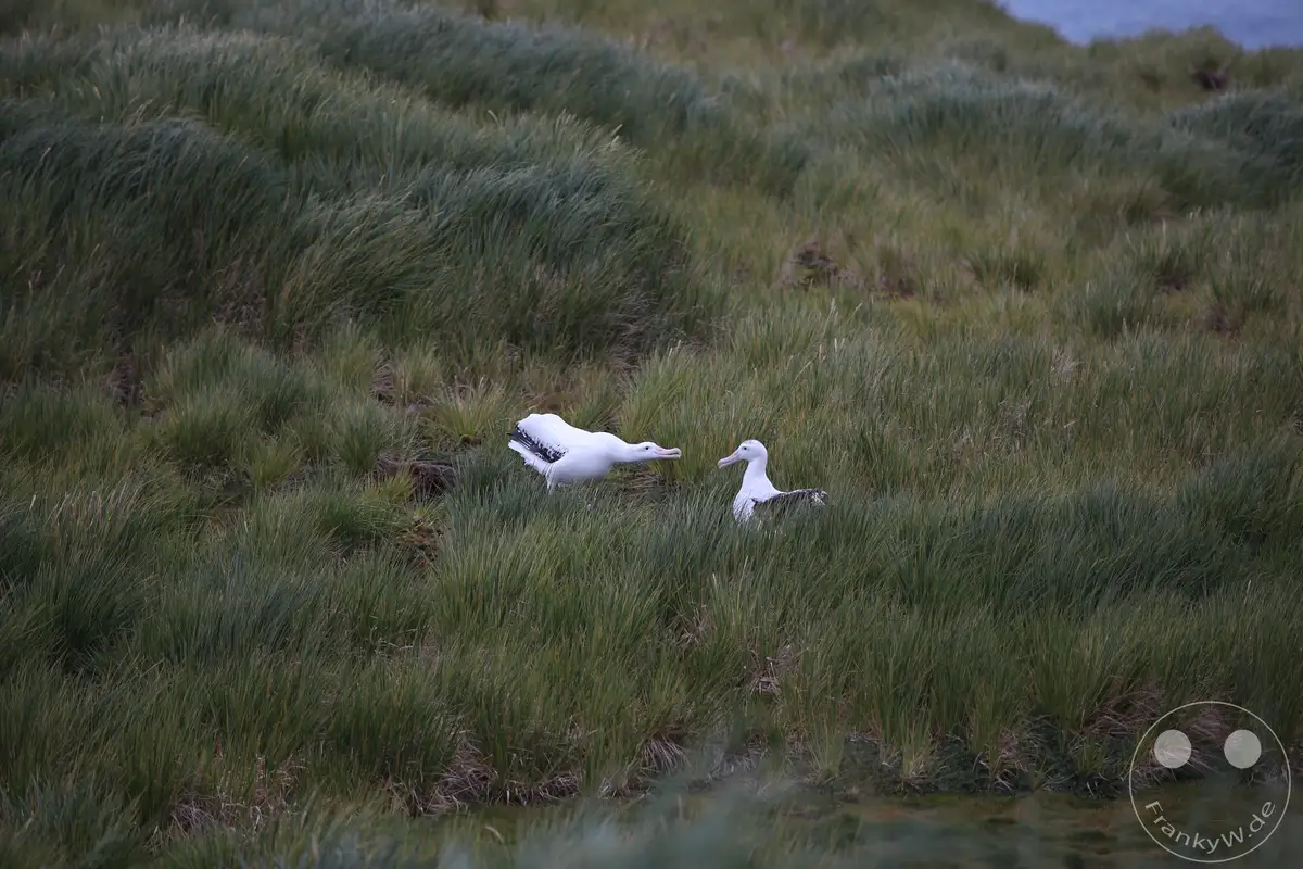 Südgeorgien und Südliche Sandwichsinseln - Prion Island