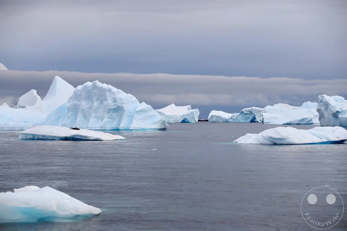 Antarktis - Cuverville Island