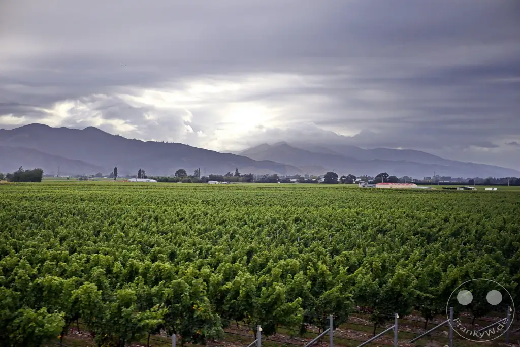 New Zealand South Island - Renwick