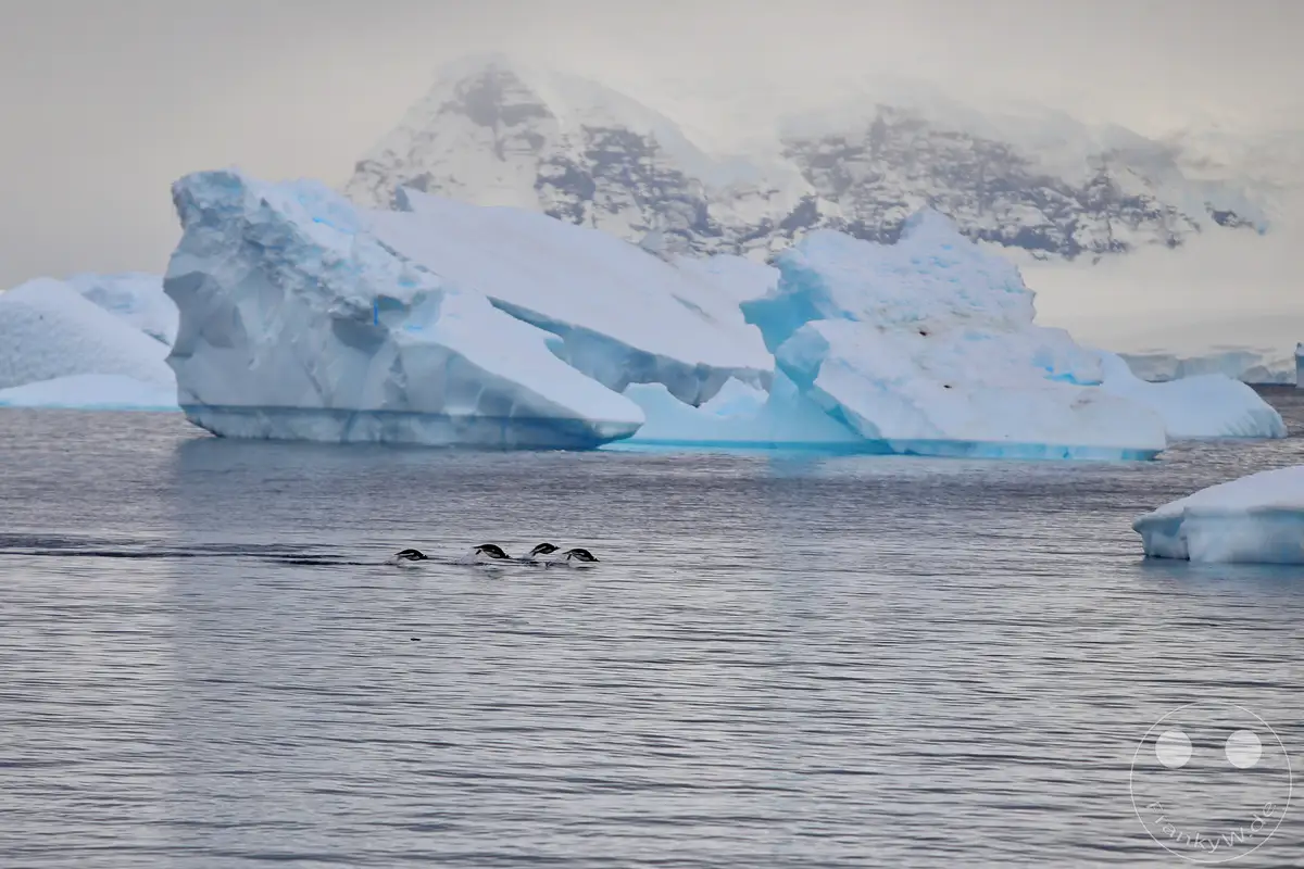 Antarktis - Cuverville Island