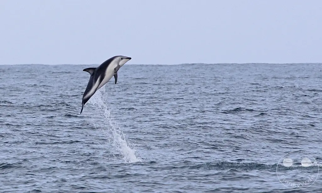 New Zealand South Island - Whale Watching - Kaikoura