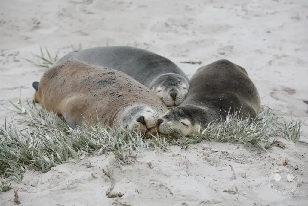 Australia - Kangaroo Island