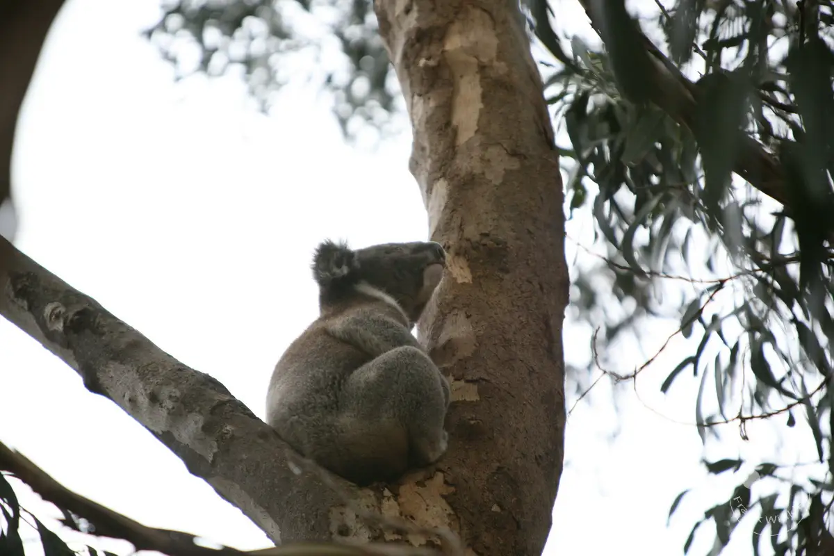 Australia - Kangaroo Island