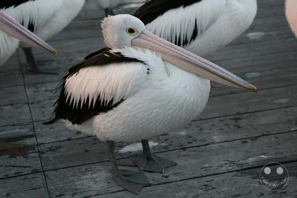 Australia - Kangaroo Island