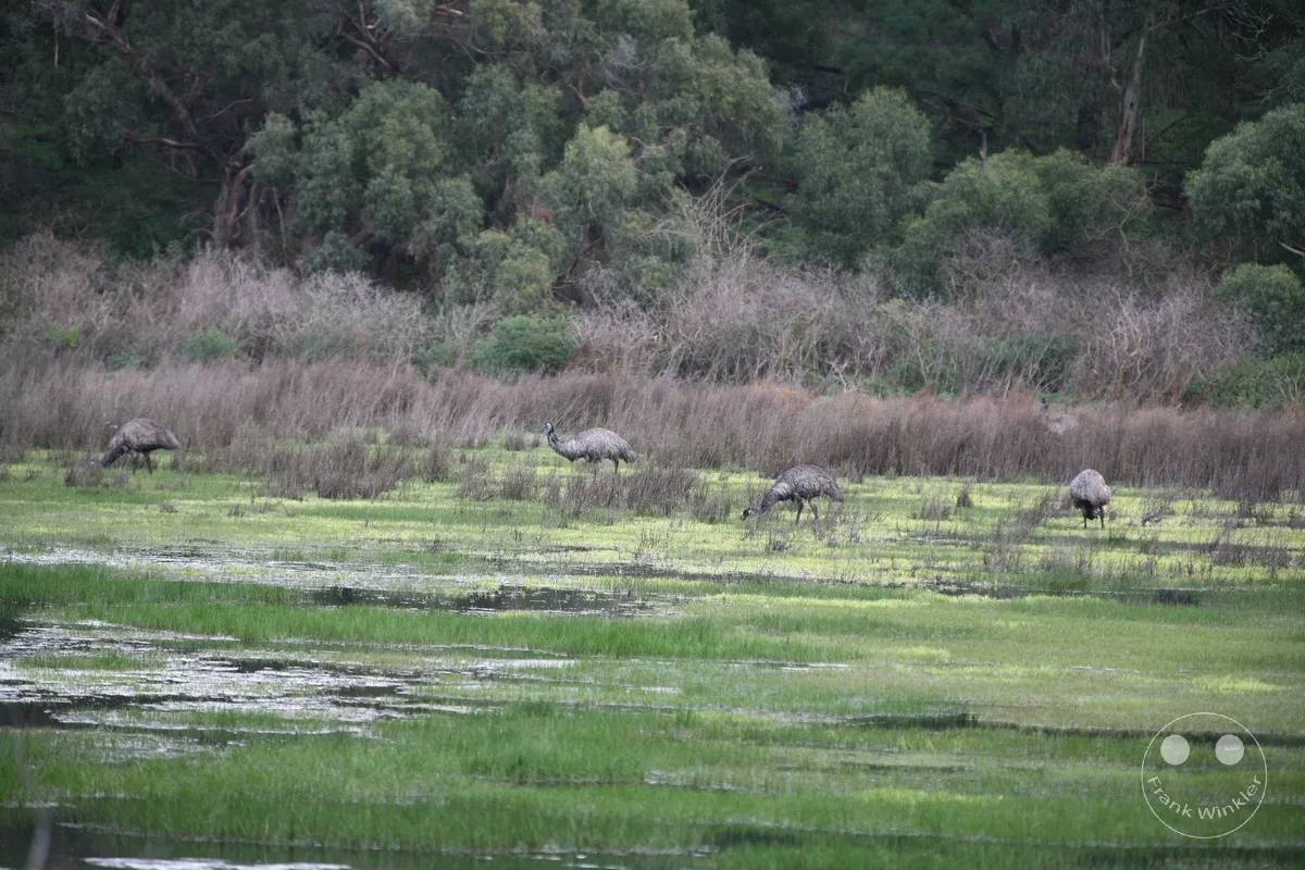 Australia - Victoria - Tower Hill Wildlife Reserve