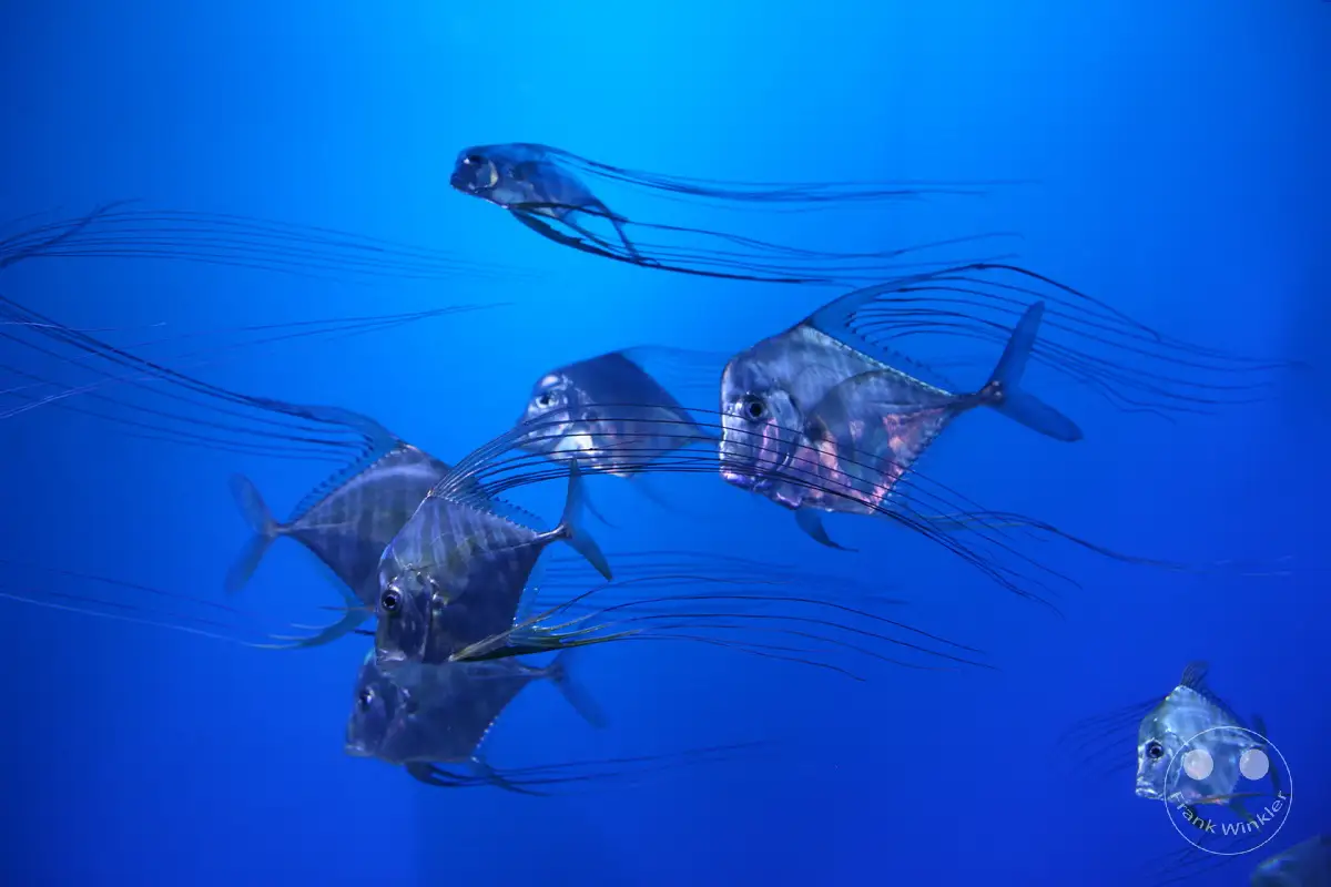 Australia - Melbourne - SEA LIFE Melbourne Aquarium
