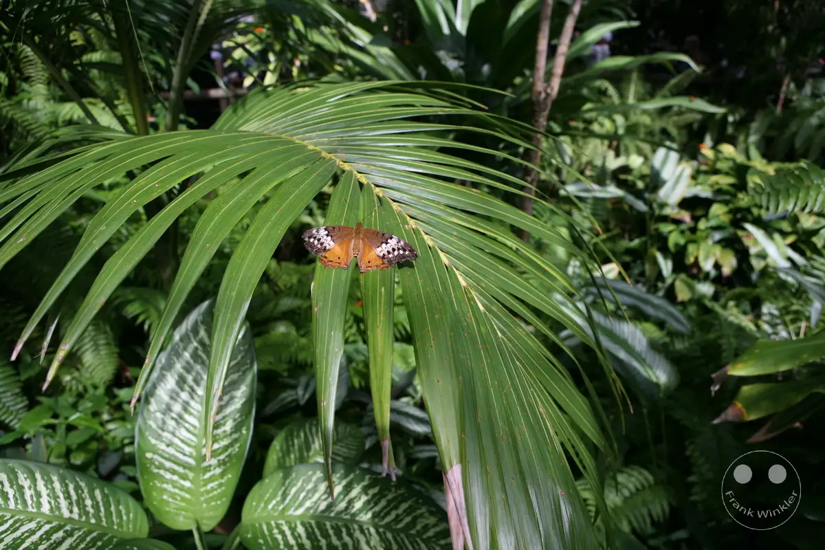 Australia - Queensland - Kuranda - Butterfly Sanctuary
