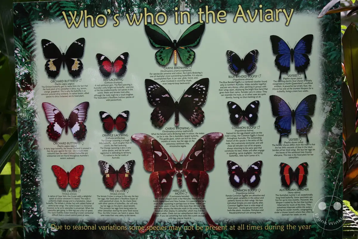 Australia - Queensland - Kuranda - Butterfly Sanctuary