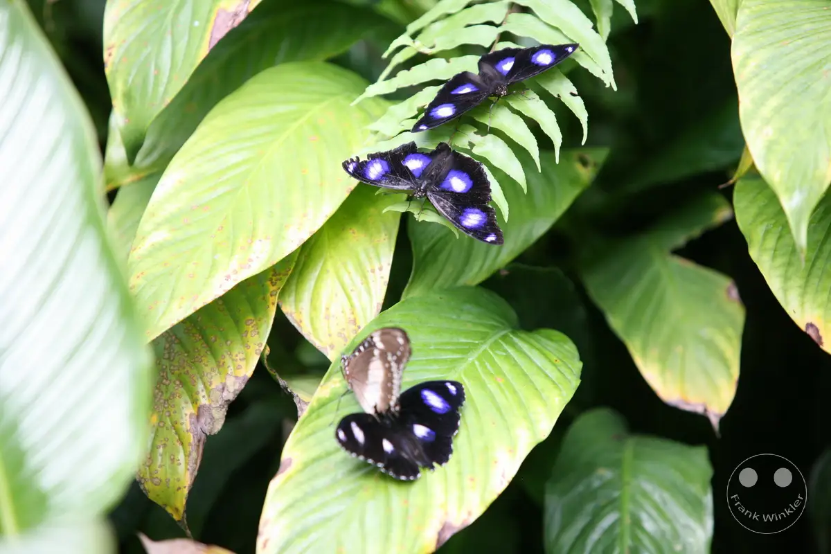 Australia - Queensland - Kuranda - Butterfly Sanctuary