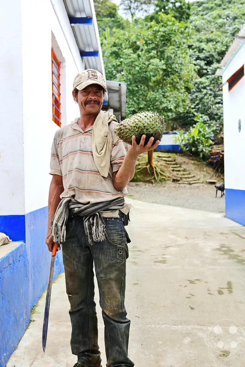 Kolumbien - Kaffeezone - Buenavista - Cafe San Alberto - Guanabana - Stachelanemone - Kaffeepfluecker