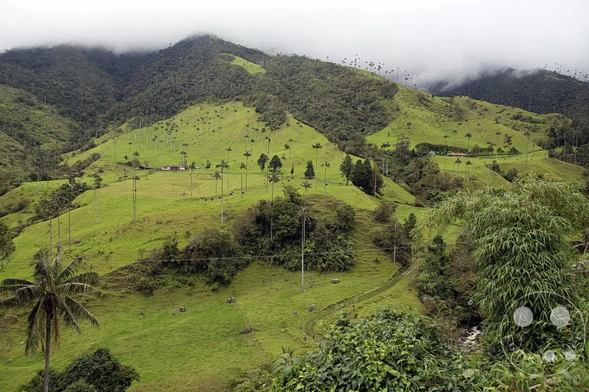 Kolumbien - Kaffeezone - Salento - Wachspalmen - Palma de Cera - Parque Natural Valle de Cocora