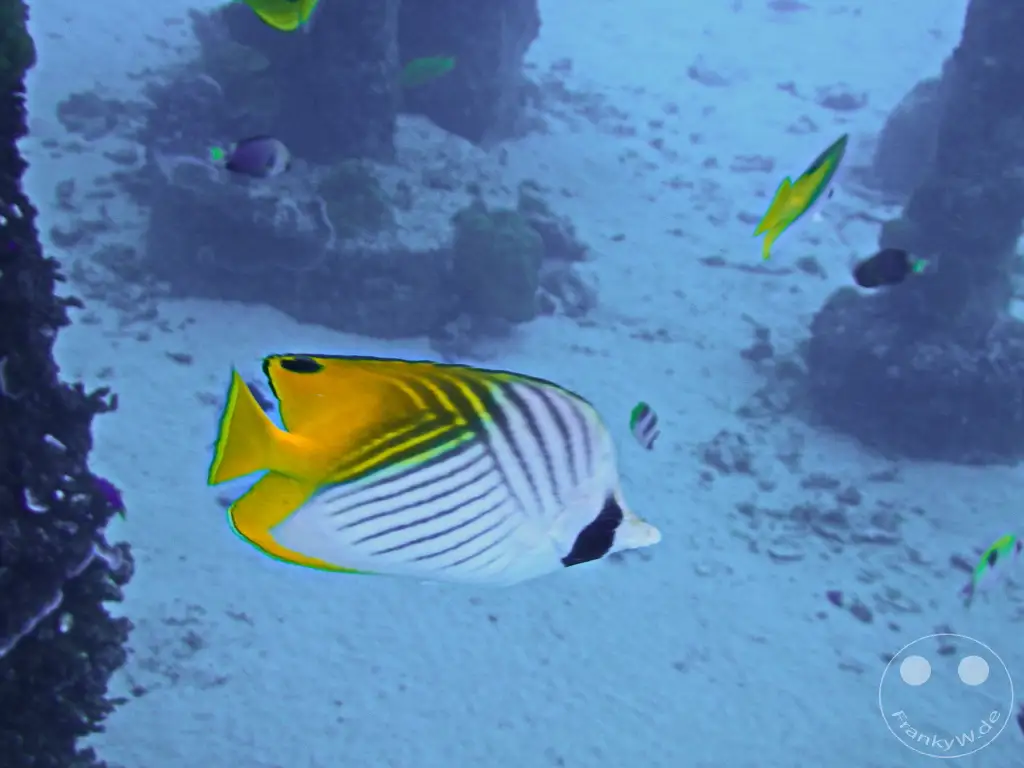French Polynesia - Moorea - snorkeling