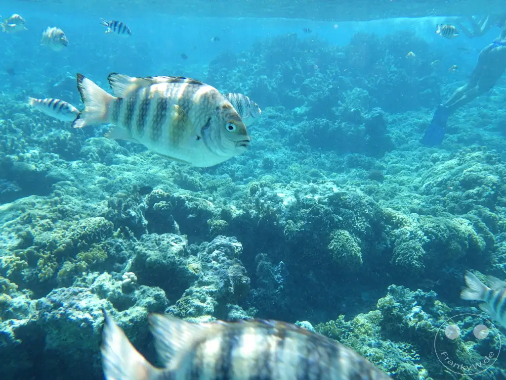 French Polynesia - Bora-Bora - Pitiuu Uta - Coral Garden - Snorkeling
