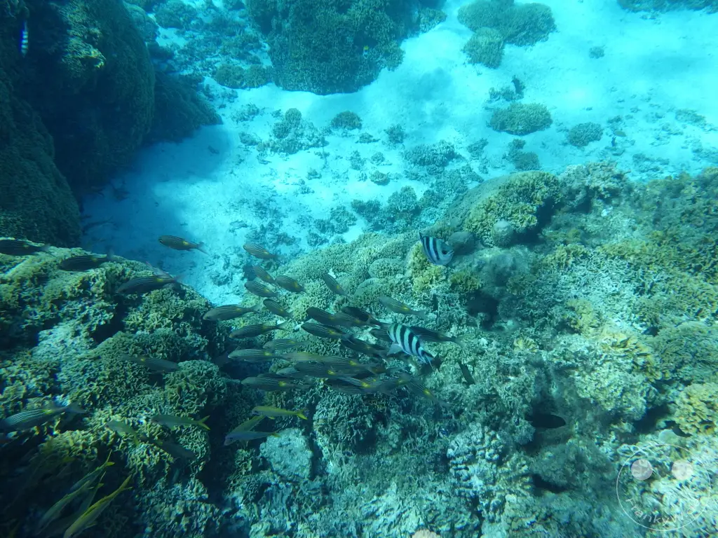 French Polynesia - Bora-Bora - Pitiuu Uta - Coral Garden - Snorkeling