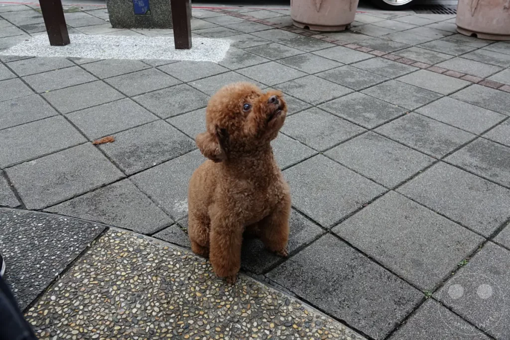 Ein brauner Pudel sitzt auf einem gepflasterten Bürgersteig in Taipehs Dihua Street und blickt erwartungsvoll nach oben. Die Szene vermittelt eine ruhige und aufmerksame Atmosphäre inmitten des städtischen Umfelds. Das Fell des Hundes ist typisch für einen Pudel mit Locken und seine Körperhaltung strahlt Neugier aus.