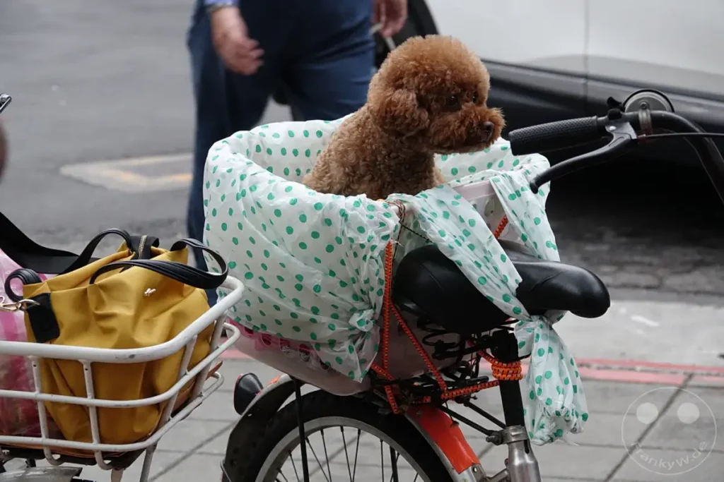 Ein kleiner, brauner Pudel sitzt in einem Fahrradkorb, der mit einer transparenten, gepunkteten Plastiktüte ausgekleidet ist. Neben dem Hund liegt eine gelbe Handtasche im Korb, während im Hintergrund die Beine einer Person in blauen Hosen zu sehen sind. Diese Szene fängt einen alltäglichen Moment in Taipeh, Taiwan, auf der Dihua Street ein, der die Verbundenheit zwischen Mensch und Tier im urbanen Leben zeigt.