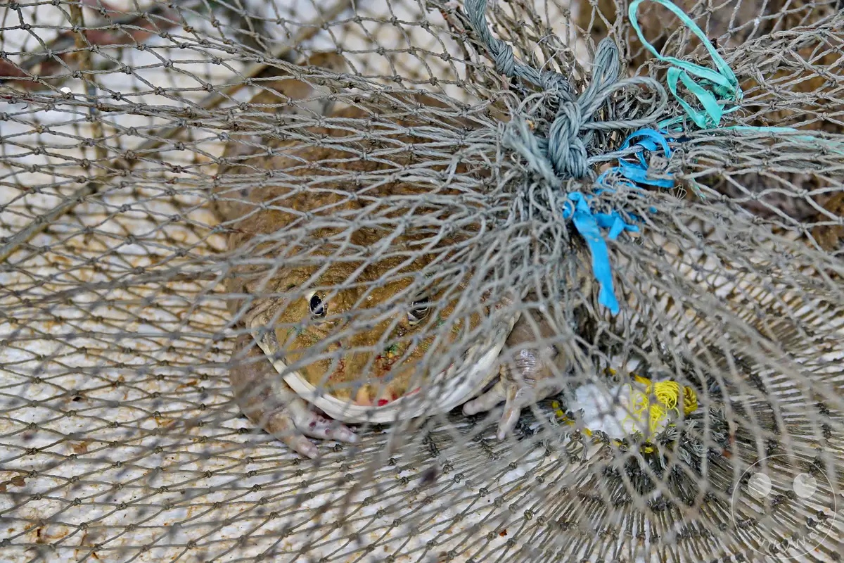 Ein Frosch sitzt gefangen in einem Netz im Old Quarter von Hanoi, Vietnam. Das grobe Netz bedeckt die Amphibie fast vollständig und lässt nur Teile ihres braunen, erdigen Körpers und eines dunklen Auges erkennen. Die Szene vermittelt ein Gefühl des Eingeschlossenseins und der Vulnerabilität.