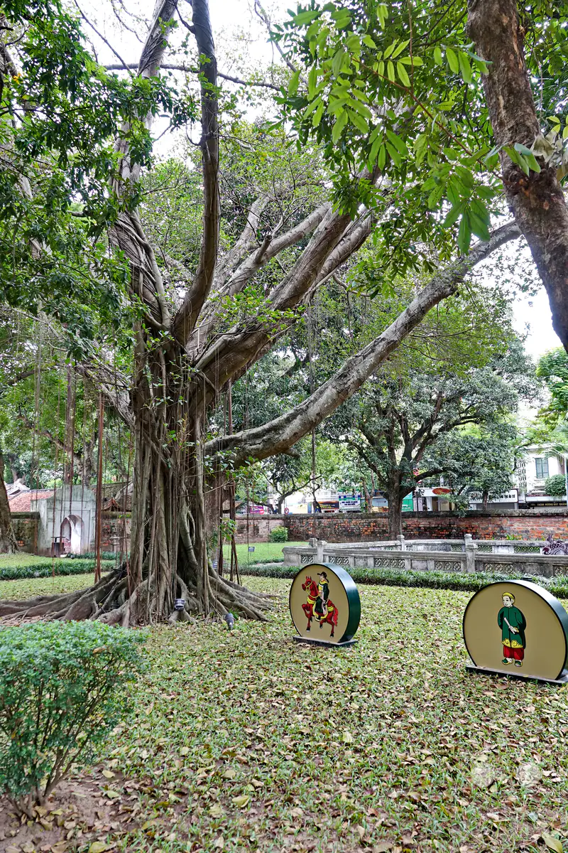 Ein majestätischer Banyanbaum mit seinen charakteristischen Luftwurzeln dominiert die Szene im Hof des Literaturtempels in Hanoi, Vietnam. Verstreut auf dem grasbewachsenen Boden, bedeckt mit Herbstlaub, stehen runde Tafeln mit traditionellen vietnamesischen Darstellungen von Menschen und Pferden. Die Atmosphäre ist ruhig und zeugt von einer Verbindung zwischen Natur und kulturellem Erbe.