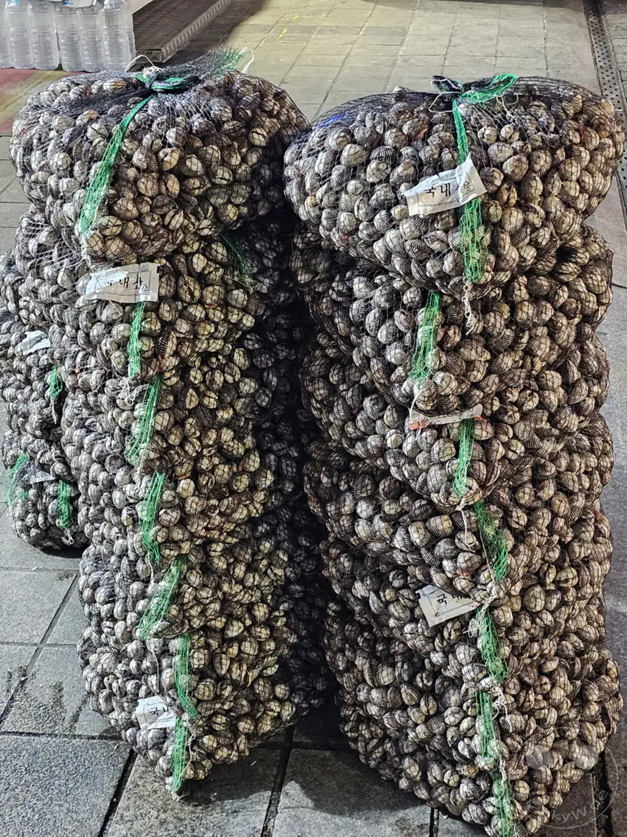 In Südkorea, auf dem geschäftigen Jagalchi Market in Busan, werden große Säcke voller frischer Muscheln zum Verkauf angeboten. Die Säcke sind dicht aneinander gestapelt und bilden einen imposanten Anblick auf dem Markt. Die Szene strahlt die lebhafte und geschäftige Atmosphäre eines traditionellen Fischmarktes aus, wo täglich frische Meeresfrüchte gehandelt werden.