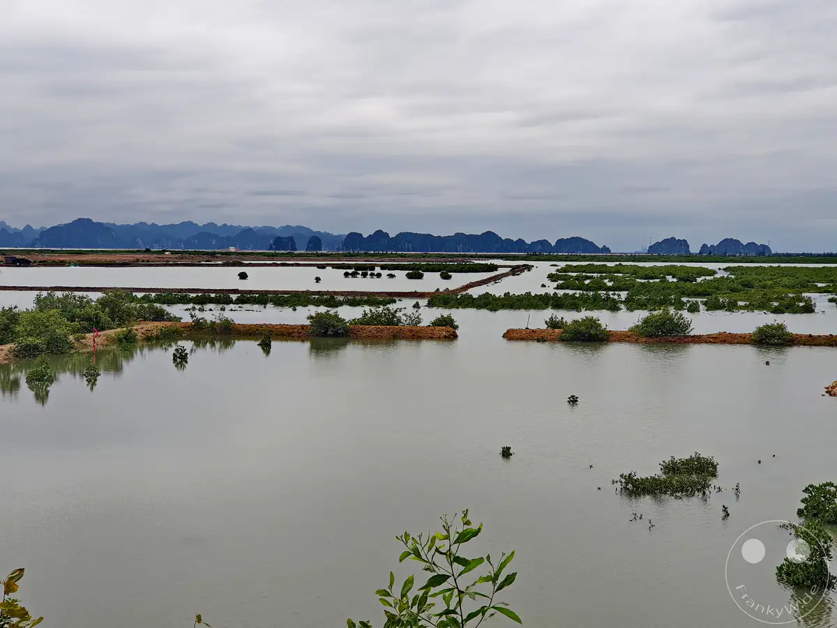 Eine weite Wasserlandschaft mit zahlreichen grünen Mangroveninseln erstreckt sich vor einer imposanten Bergkette in der Ferne. Der bewölkte Himmel verleiht der Szene eine ruhige und leicht melancholische Atmosphäre. Dieses Bild gibt einen Eindruck von der einzigartigen Naturkulisse Vietnams.
