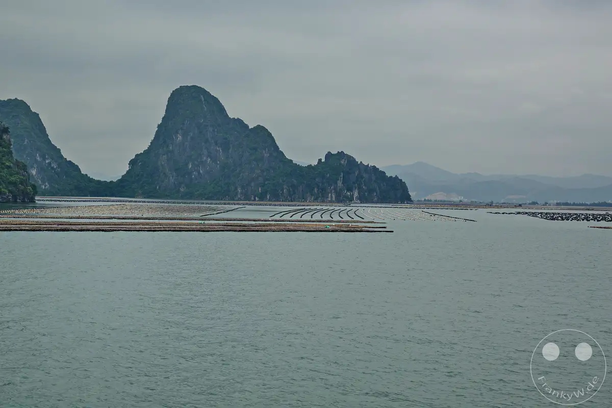 In der Ha Long Bucht Vietnams erstreckt sich eine weitläufige Austernfarm über das ruhige, graue Meer. Majestätische Karstfelsen, bedeckt mit üppiger Vegetation, ragen im Hintergrund auf und bilden eine dramatische Kulisse für die von Menschenhand geschaffene Aquakultur. Die gedämpfte Beleuchtung und die weite Wasserfläche erzeugen eine friedliche, fast melancholische Atmosphäre.