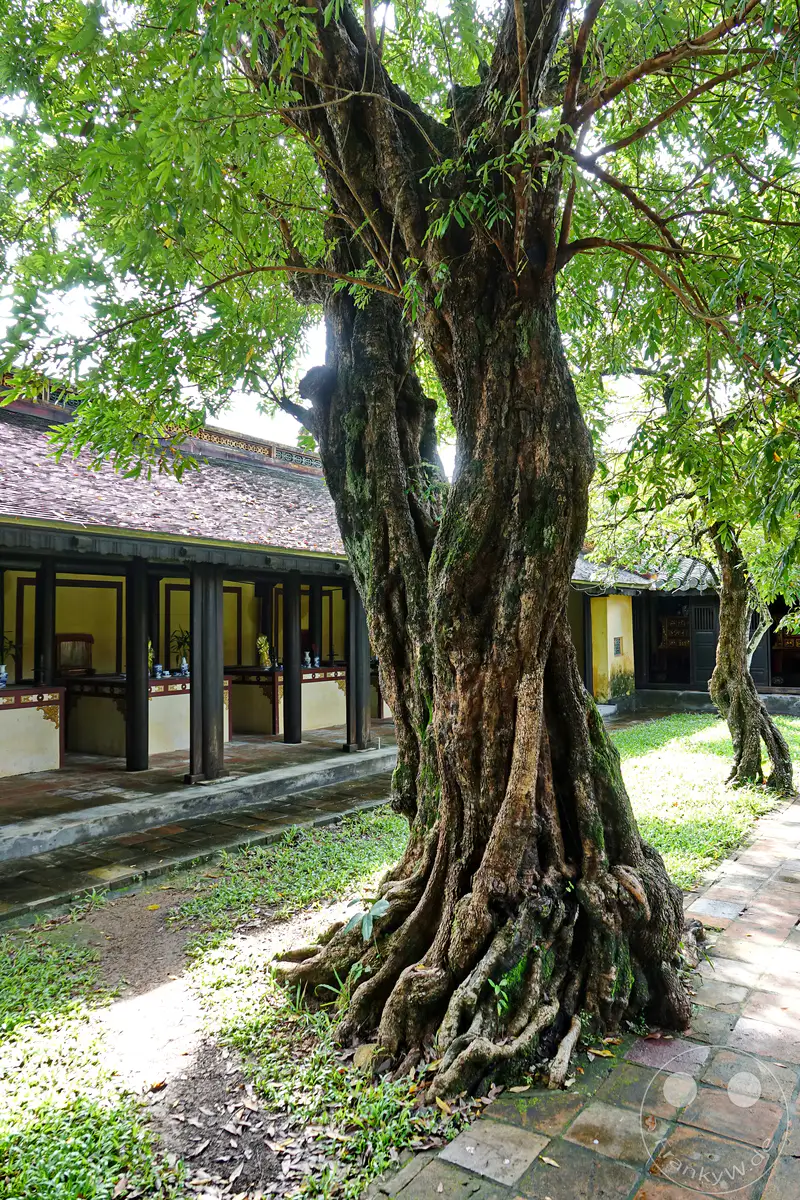 Vor der Kaiserlichen Grabstätte von Tu Duc in Hue, Vietnam, thront ein majestätischer, knorriger alter Baum mit seinen weit verzweigten Wurzeln, der einen beeindruckenden Kontrast zur traditionellen vietnamesischen Architektur bildet. Das Sonnenlicht fällt durch das dichte Blätterdach und erzeugt ein Spiel aus Licht und Schatten auf dem alten Ziegelweg und der umliegenden Grünfläche. Die Szene strahlt eine friedliche und historische Atmosphäre aus, die zum Verweilen und zur Besinnung einlädt.