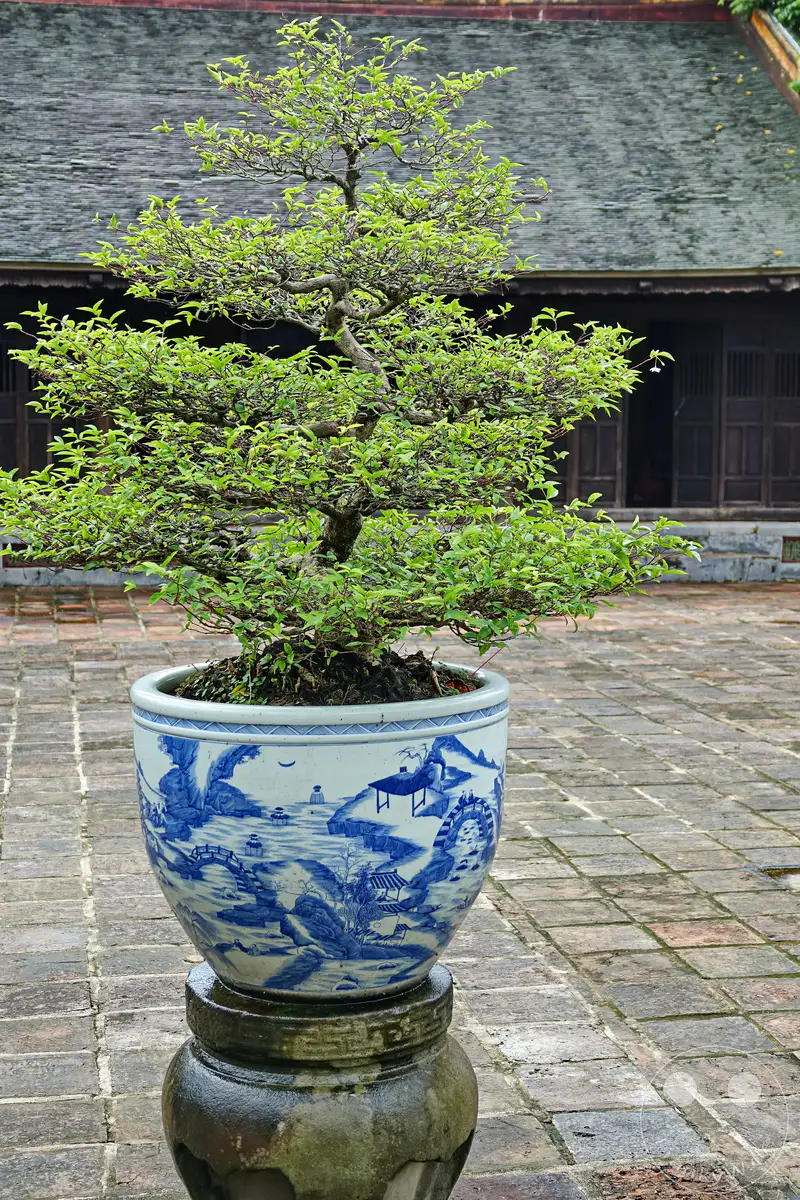 Ein sorgfältig gepflegter Bonsai-Baum steht in einem großen, blau-weißen Keramiktopf auf einem steinernen Sockel, inmitten der historischen Anlage des Kaisergrabes von Tu Duc in Hue, Vietnam. Das detailreiche Motiv des Topfes und die darunter liegenden Ziegelsteine des Hofes zeugen von traditioneller Handwerkskunst und der ruhigen Atmosphäre des Ortes. Die üppige grüne Belaubung des Bonsais bildet einen reizvollen Kontrast zur verwitterten Architektur und dem grauen, feuchten Pflaster des Grabkomplexes.
