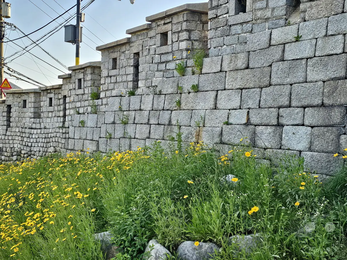 Eine alte Steinmauer, charakteristisch für das Ihwa Mural Village in Seoul, Südkorea, steht im Kontrast zur üppigen Vegetation und den leuchtend gelben Blumen. Die Szenerie strahlt eine friedliche und historische Atmosphäre aus, die den Charme des Viertels unterstreicht. Kleine Pflanzen kämpfen sich durch die Fugen der robusten Mauer und verleihen ihr ein natürliches, lebendiges Aussehen.