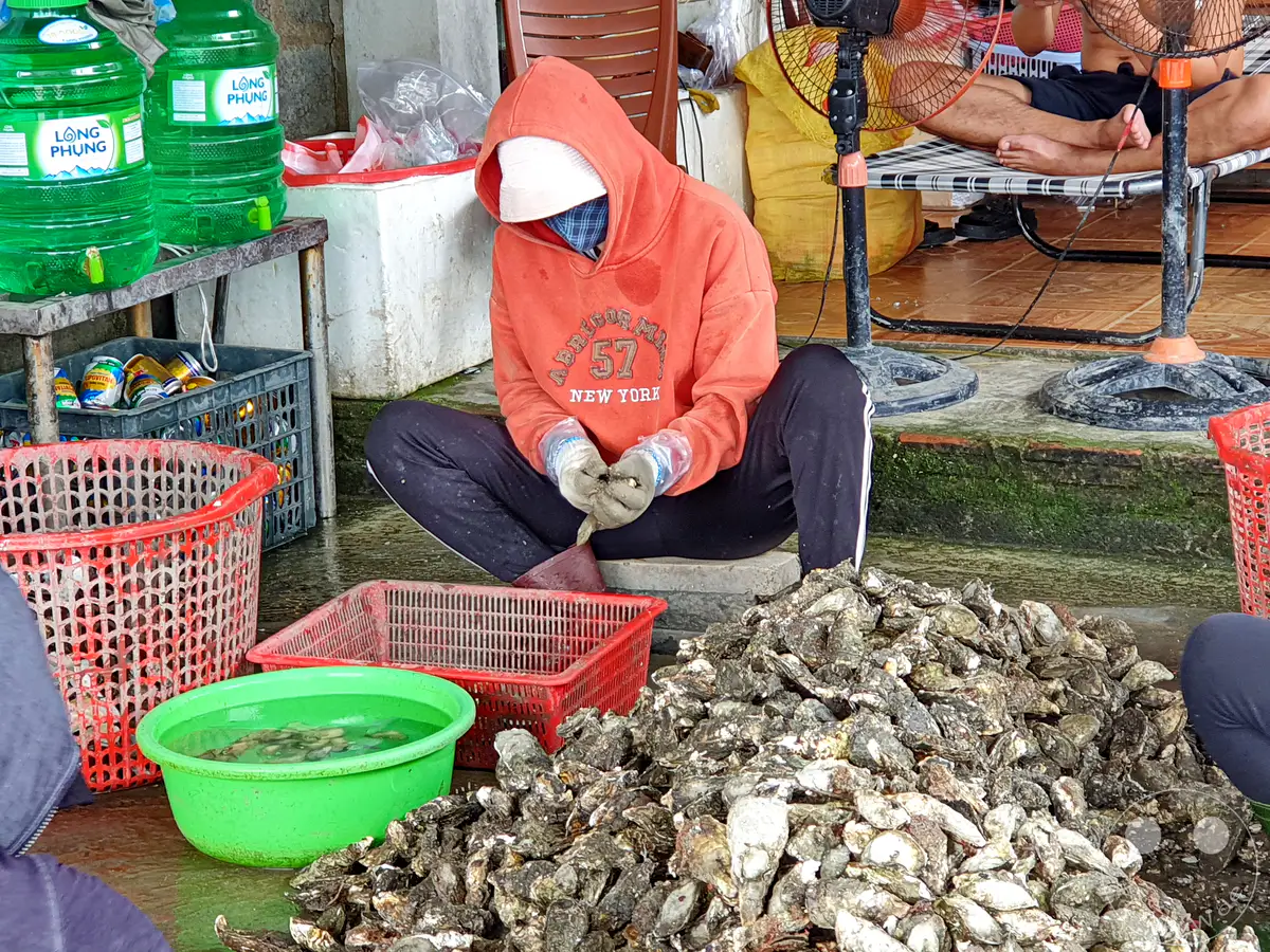 In Vietnam, an der Lap An Lagoon, werden Austern verarbeitet. Eine Person in einem orangen Hoodie sortiert gerade frisch geerntete Austern, während im Hintergrund Wasserflaschen und ein Ventilator zu sehen sind. Die Szene deutet auf einen geschäftigen Tag auf dem lokalen Fischmarkt hin, wo harte Arbeit und die Ernte des Meeres im Vordergrund stehen.