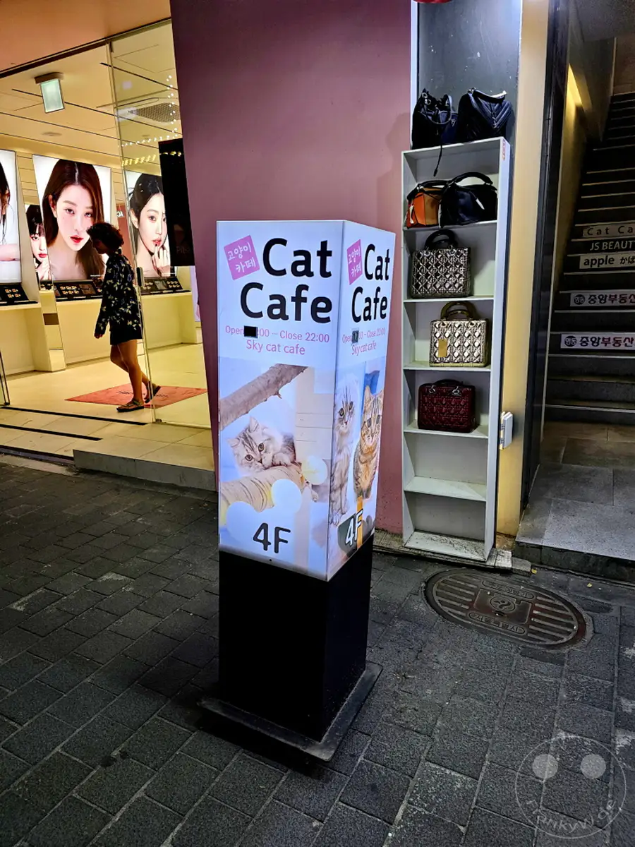 In Seoul, Südkorea, entlang der Myeongdong Street wirbt ein beleuchtetes Schild für ein "Cat Cafe" im 4. Stock. Daneben sind modische Handtaschen in einem Regal ausgestellt, während im Hintergrund eine Person einen Laden betritt, der mit großen Werbebildern von Models geschmückt ist.