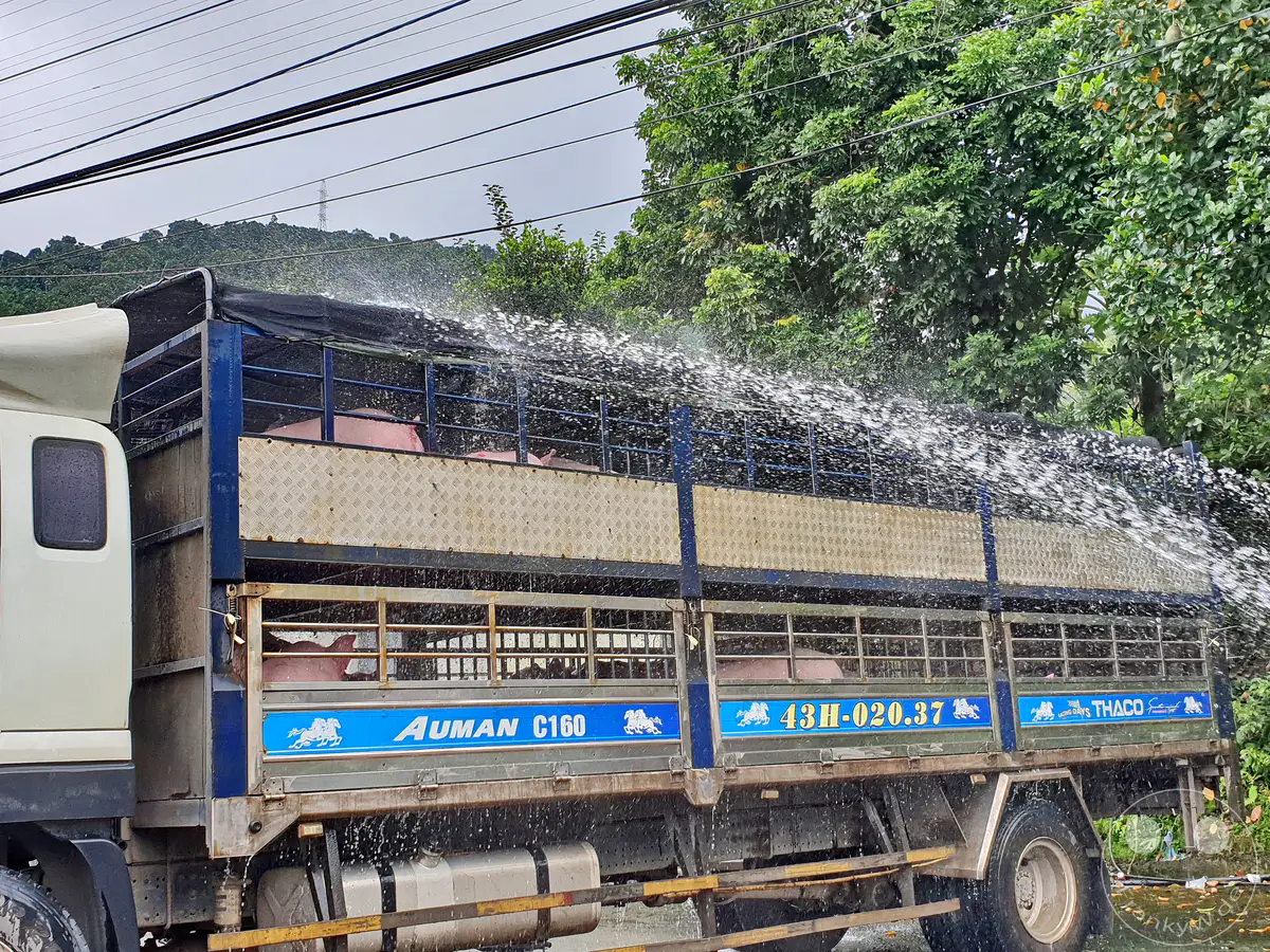 In Vietnam, nahe Da Nang, wird ein Lastwagen mit Schweinen während des Transports mit Wasser besprüht, um die Tiere zu kühlen. Dies geschieht wahrscheinlich zur Vorbeugung von Hitzestress und zur Verbesserung des Tierwohls. Die Szene spielt sich unter einer bedeckten Himmelkulisse ab, mit üppiger Vegetation im Hintergrund.