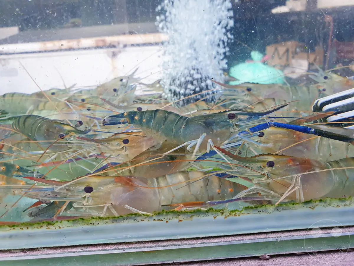 In einem Aquarium in Kenting, Taiwan, tummeln sich zahlreiche Flusskrebse, die durch eine starke Luftblasenströmung belebt werden. Die Tiere wirken groß und kräftig, was auf eine gute Haltung und Frische hindeutet. Die Szene vermittelt einen lebhaften Eindruck von der Aquakultur und der Verfügbarkeit von frischen Flusskrebsen in der Region.