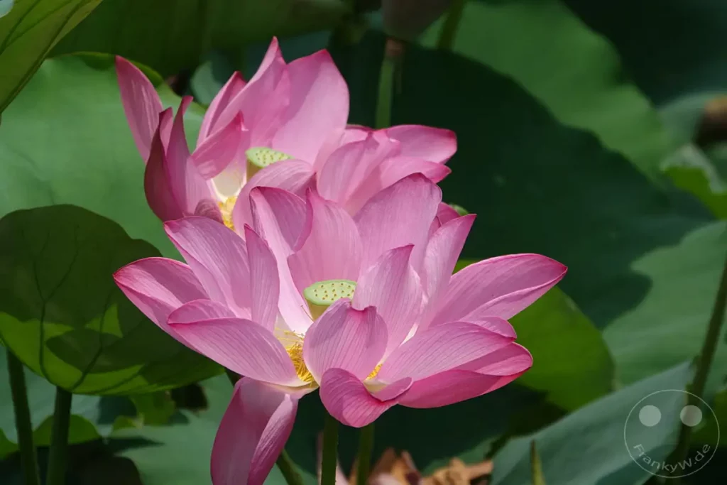 Zwei zarte rosa Lotusblüten öffnen ihre Blütenblätter im warmen Sonnenlicht. Umgeben von großen grünen Blättern und schattenspendenden Bäumen entfaltet sich die friedliche Schönheit der Natur in Zuoying, Taiwan. Die Szene strahlt eine ruhige und erfrischende Sommeratmosphäre aus.