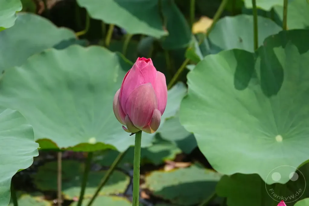 Eine zarte Lotusknospe entfaltet ihre rosa Blütenblätter inmitten großer grüner Blätter in Zuoying, Taiwan. Die Szene vermittelt eine ruhige und natürliche Atmosphäre, die die Schönheit der aufblühenden Wasserpflanze hervorhebt. Das Sonnenlicht fällt sanft auf die Pflanze und unterstreicht ihre filigrane Struktur in diesem friedlichen Moment der Natur.