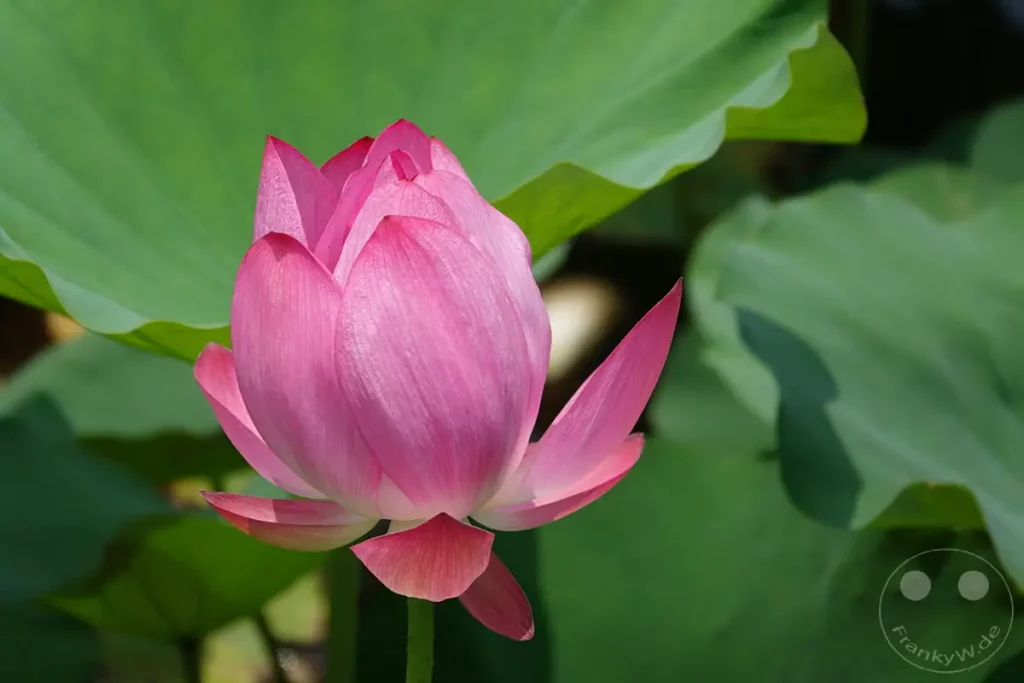 Eine zarte, rosafarbene Lotusblüte entfaltet sich in voller Pracht inmitten grüner Blätter in Zuoying, Taiwan. Das Morgenlicht umspielt sanft die Blütenblätter und verleiht der Szene eine friedliche und erhabene Atmosphäre. Diese Wasserpflanze symbolisiert Reinheit und Erleuchtung, eingefangen in einem Moment stiller Schönheit.