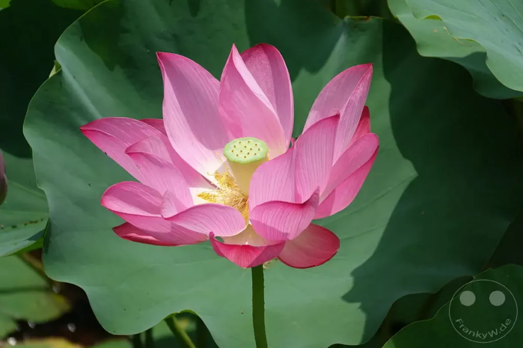 Eine zarte rosa Lotusblüte entfaltet ihre Blütenblätter inmitten großer grüner Blätter in Zuoying, Taiwan. Das Zentrum der Blüte offenbart den charakteristischen Samenstand und feine gelbe Staubblätter, die von Sonnenlicht beleuchtet werden. Diese friedliche Szene unterstreicht die natürliche Schönheit und Ruhe des Lotusgartens.