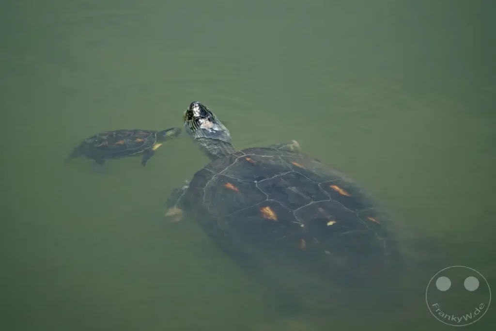 Zwei Schildkröten schwimmen im trüben Grünwasser eines Teiches in Zuoying, Taiwan. Die größere Schildkröte dominiert mit ihrem Panzer die vordere Bildhälfte, während eine kleinere Artgenossin im Hintergrund eine zierlichere Figur macht. Die ruhige Wasseroberfläche und die untergetauchten Tiere erzeugen eine friedliche und natürliche Atmosphäre.