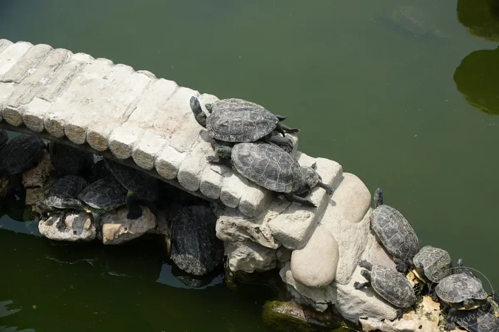 Mehrere Wasserschildkröten sonnen sich auf einem steinernen Steg, der in einem grünen Teich gebaut ist. Sie liegen dicht gedrängt auf den felsigen Strukturen und nutzen die Sonne. Die Szene in Zuoying, Taiwan, strahlt eine friedliche und entspannte Atmosphäre aus, während die Tiere die Wärme genießen.