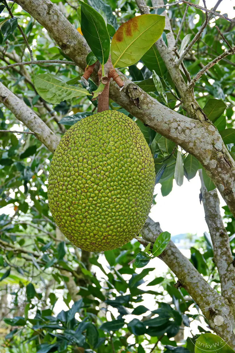 Ein reifer Durian-Frucht hängt schwer von einem Ast in einem tropischen Garten am Mekong in Vietnam. Die stachelige Schale der Frucht ist grün und deutet auf ihre volle Reife hin. Umgeben von üppigem Blattwerk und dem warmen Licht Südostasiens vermittelt das Bild ein Gefühl von Fülle und natürlicher Schönheit.