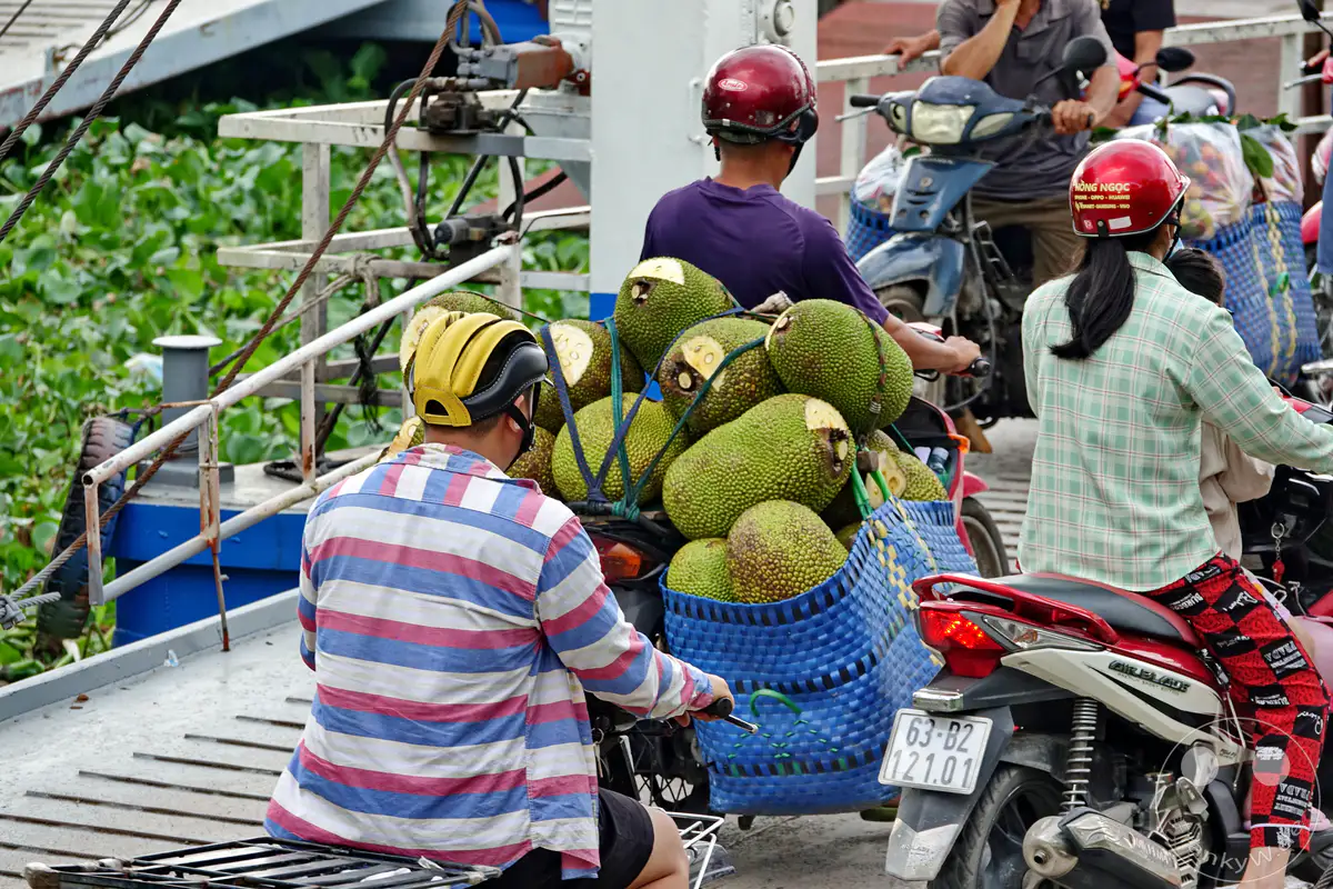 Auf einer Fähre am Mekong transportieren Menschen mehrere große Durianfrüchte auf Motorrollern. Die überladenen Roller und die ungewöhnliche Fracht vermitteln einen Eindruck vom geschäftigen Leben und dem Transportwesen in ländlichen Gebieten Vietnams. Die Szene strahlt eine authentische und alltägliche Atmosphäre aus, die typisch für die Region ist.