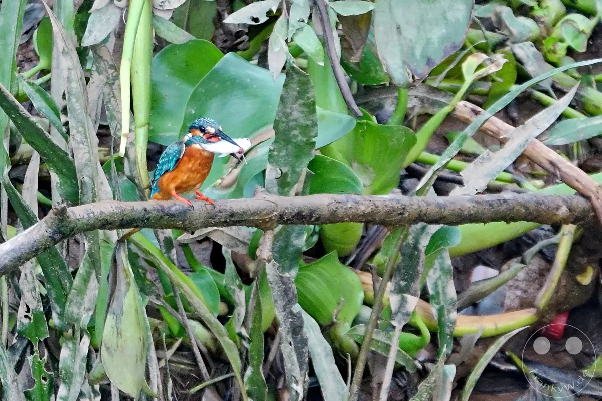 Ein Eisvogel mit einem gerade gefangenen Fisch im Schnabel sitzt auf einem Ast am Mekong in Vietnam. Die Szene, umgeben von üppiger grüner Vegetation und Schilf, vermittelt eine ruhige und natürliche Atmosphäre. Die leuchtenden Farben des Vogels heben sich eindrucksvoll von der Umgebung ab und fangen den Moment eines erfolgreichen Jagdzugs ein.