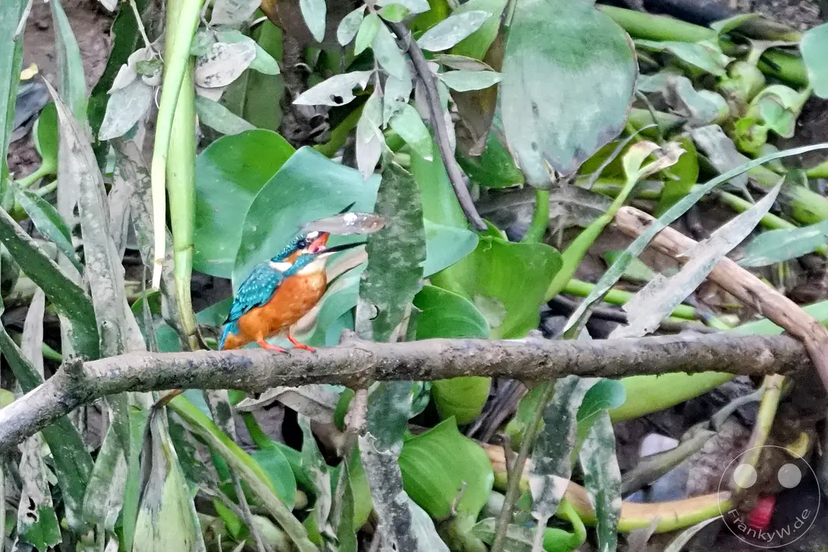 Ein leuchtend blauer und orangeroter Eisvogel sitzt auf einem Ast im Mekong-Delta Vietnams und hält stolz einen Fisch im Schnabel. Die Szene ist von üppiger grüner Vegetation umgeben, was die reiche Biodiversität der Region unterstreicht. Die Aufnahme fängt einen Moment der Jagd und des Überlebens in der natürlichen Umgebung ein.