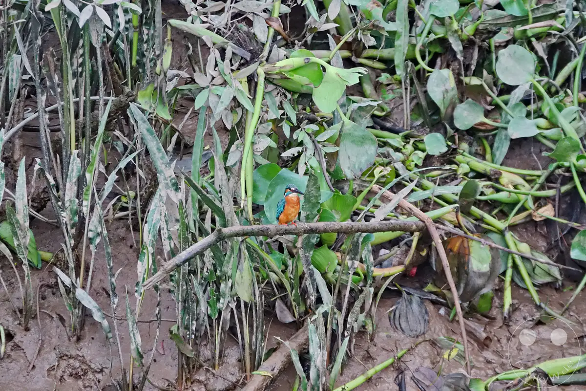 Ein farbenprächtiger Eisvogel sitzt auf einem Ast in einem üppigen, feuchten Uferbereich des Mekong in Vietnam. Die dichte Vegetation aus grünen Blättern und Schlamm bildet eine natürliche Kulisse für dieses ruhige Naturerlebnis. Die Szene strahlt eine friedliche Atmosphäre der Tierwelt in ihrem natürlichen Lebensraum aus.