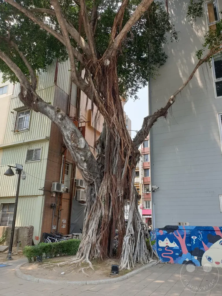 Ein mächtiger alter Banyanbaum mit seinen beeindruckenden Wurzeln steht im Mittelpunkt des Bildes in Tainan, Taiwan. Umgeben von städtischer Architektur und bunter Kunst auf einer Mauer, entsteht eine faszinierende Mischung aus Natur und urbanem Leben. Die Szene strahlt eine ruhige, aber lebendige Atmosphäre aus, die zum Verweilen einlädt.