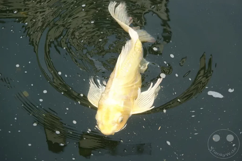Ein goldener Koi-Fisch schwimmt an der Oberfläche eines dunklen Teichs in Taipeh, Taiwan. Die Wasseroberfläche ist von Wellen und einigen weißen Schaumbläschen durchzogen, die ein faszinierendes Muster erzeugen. Die Szene strahlt eine friedliche und natürliche Atmosphäre aus, die von der eleganten Bewegung des Fisches unterstrichen wird.