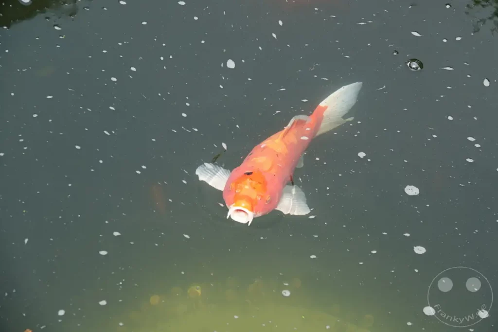 Ein prachtvoller orange-weißer Koi-Fisch schwimmt mit offenem Maul an der Oberfläche eines Teiches im Mengjia Longshan Tempel in Taipeh, Taiwan. Kleine weiße Partikel und Bläschen treiben auf dem dunklen Wasser, was eine friedliche und natürliche Atmosphäre schafft. Die Reflexionen und die klare Sicht auf den Fisch lassen die Szene lebendig und ruhig erscheinen.