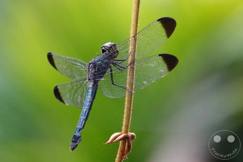 Gunung Mulu National Park - Borneo - Malaysia - dragonfly