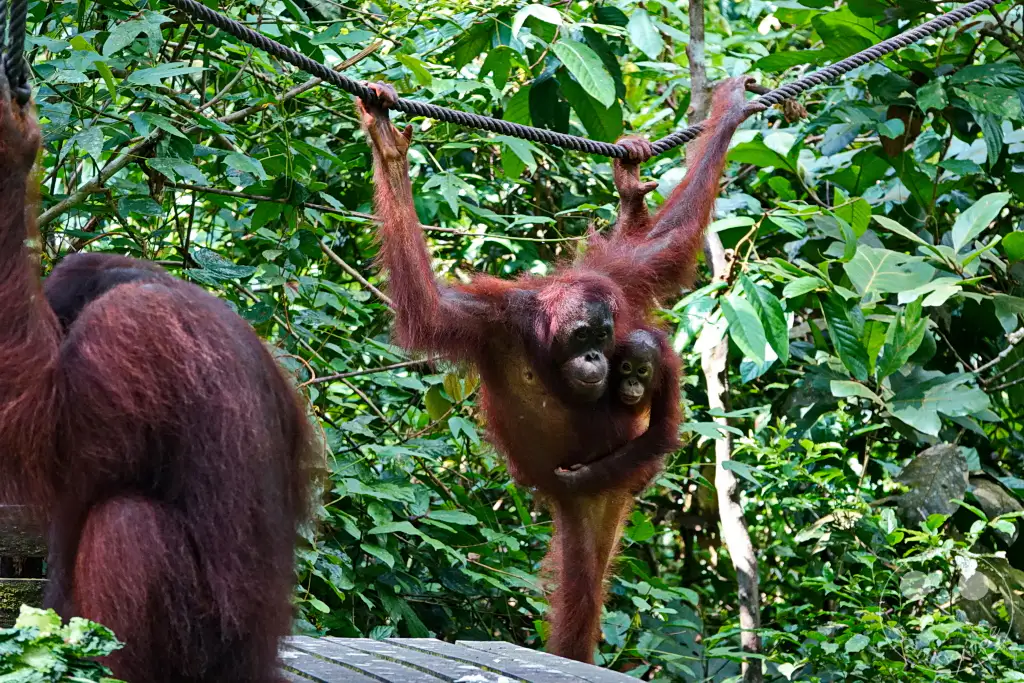 Sepilok - Borneo - Malaysia - Orangutan Rehabilitation Center