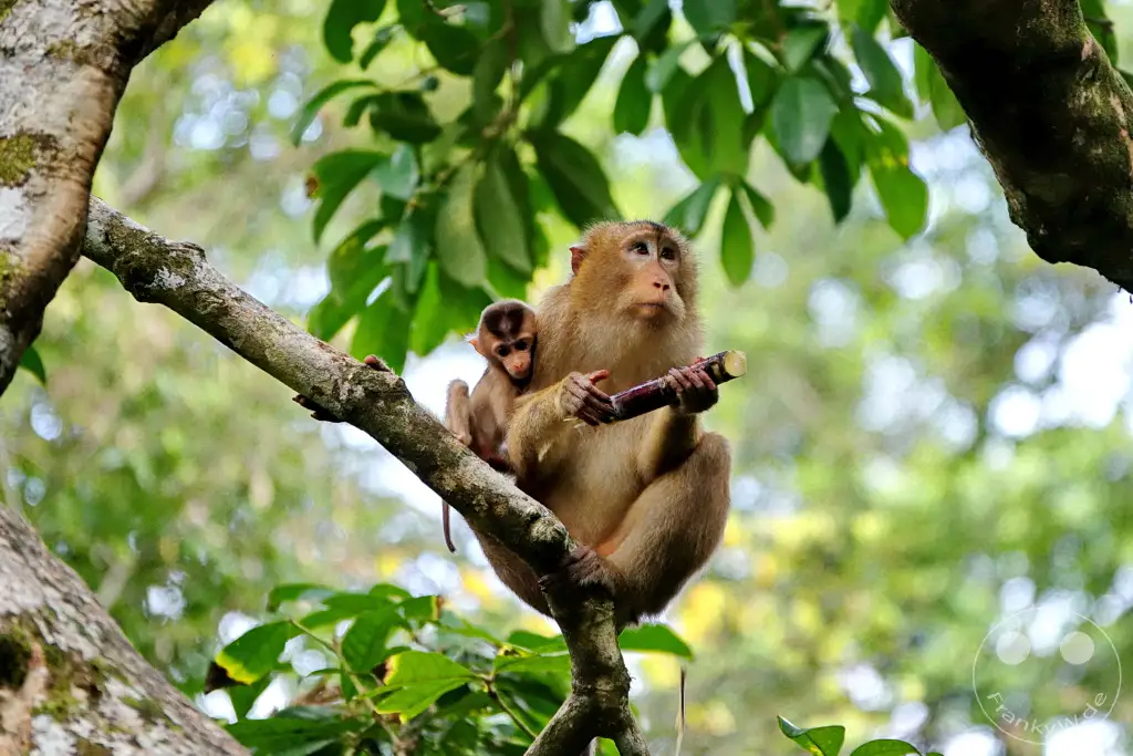 Sepilok - Borneo - Malaysia - Orangutan Rehabilitation Center