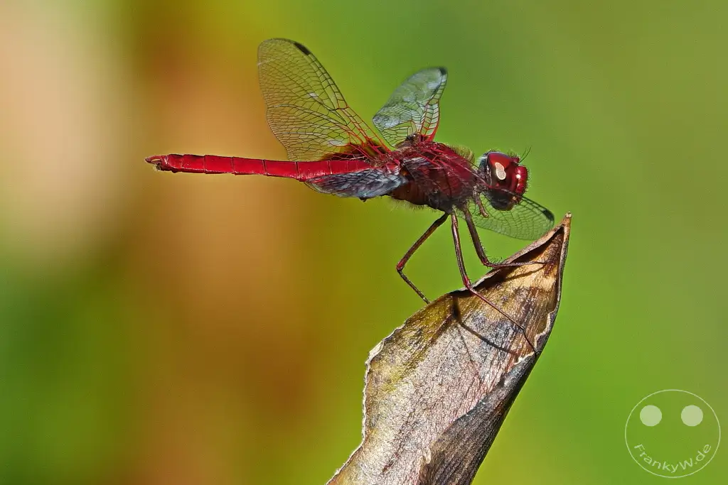 Kinabatangan Wildlife Sanctuary - Borneo - Malaysia - red Dragonfly